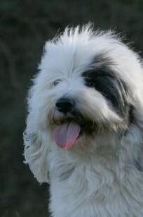Terrier Tibetan