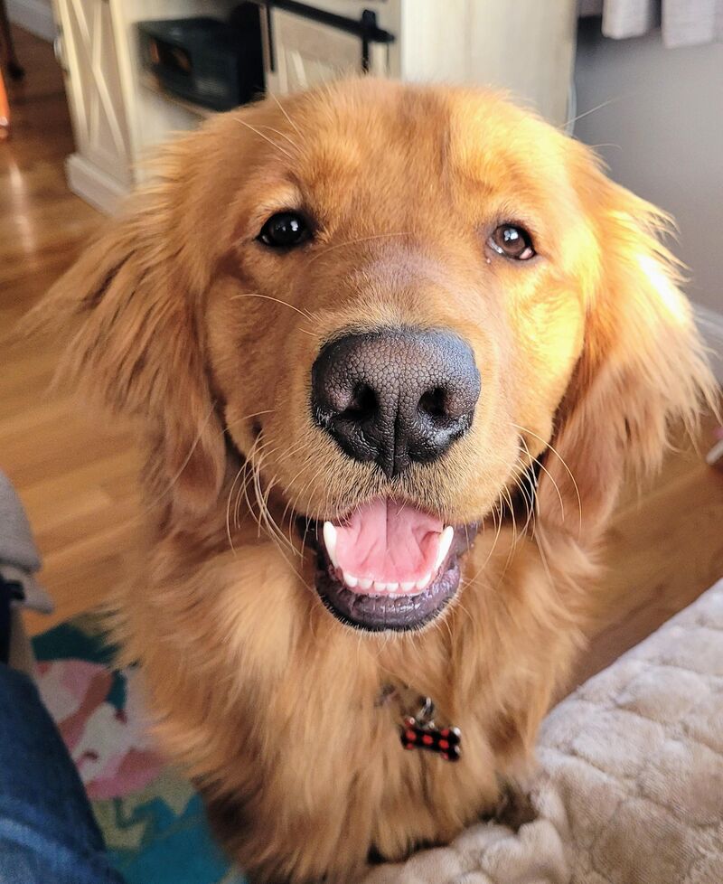 When did my puppy turn into a dog?!