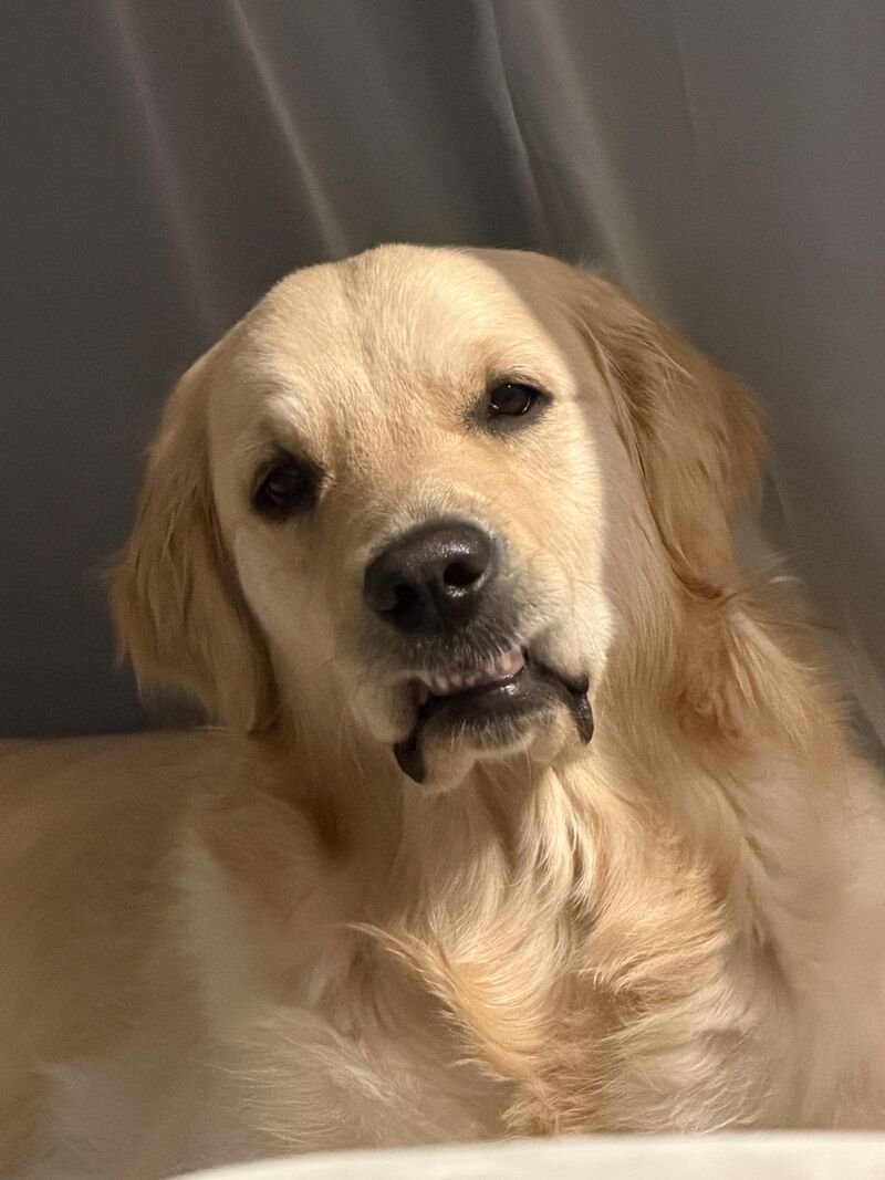 Sometimes my lip gets stuck on my teefs