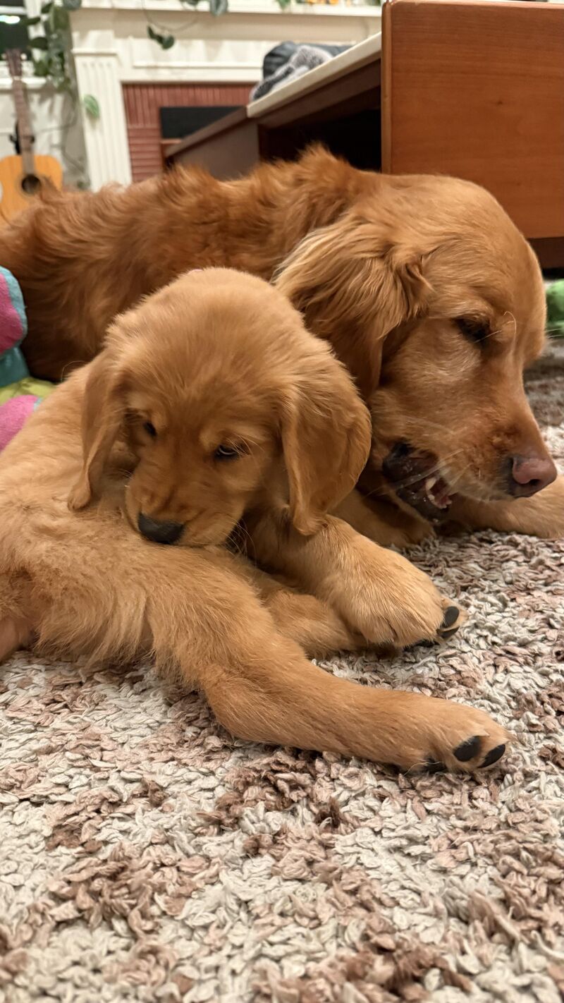 Field adapting to new puppy