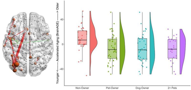 Pet ownership is associated with a reduced brain age of up to 15 years.