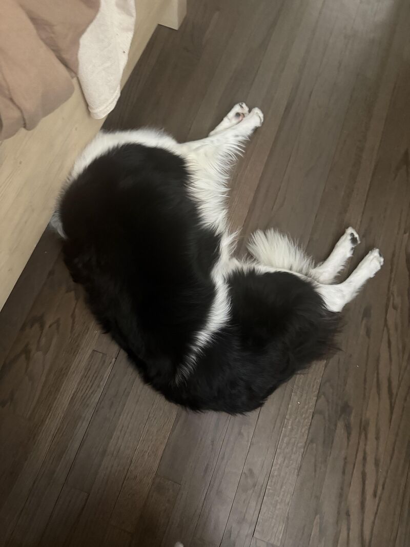 Headless border collie part 2