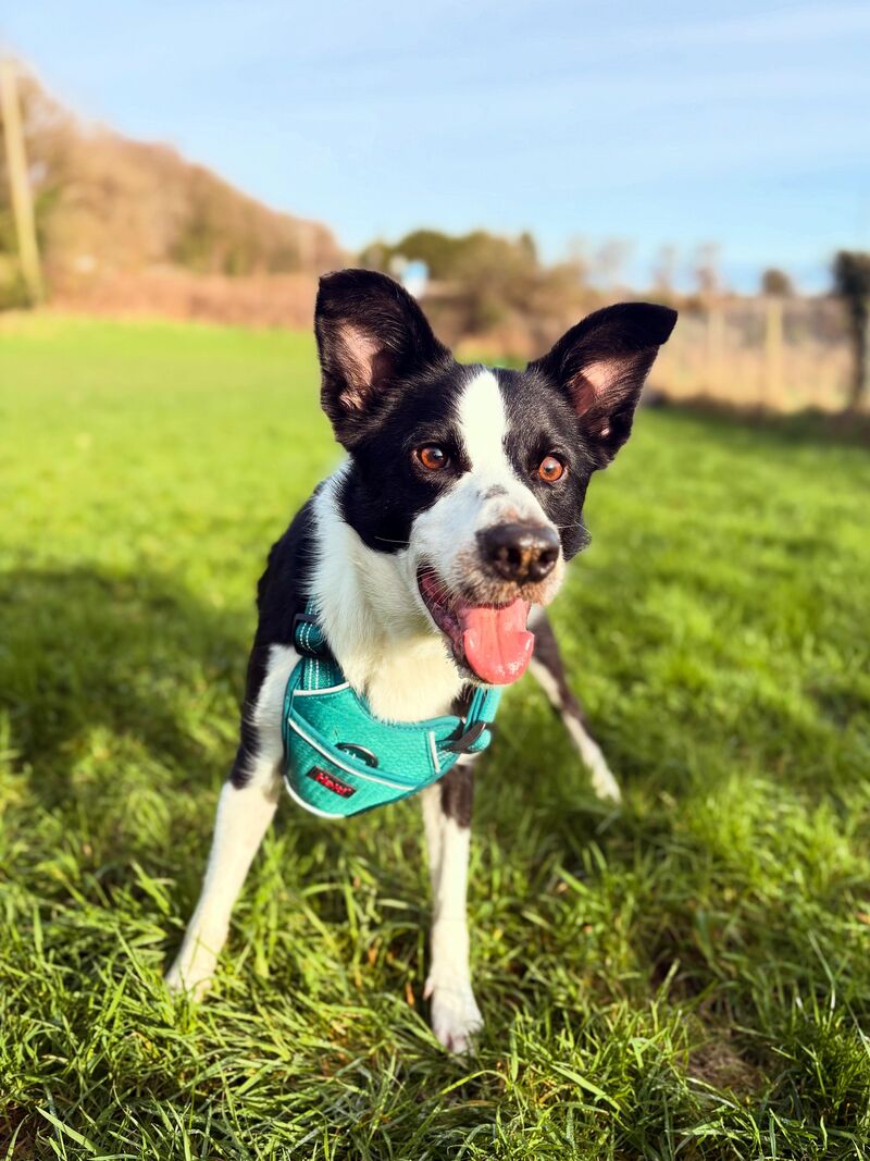 Adopted Ivy last week!