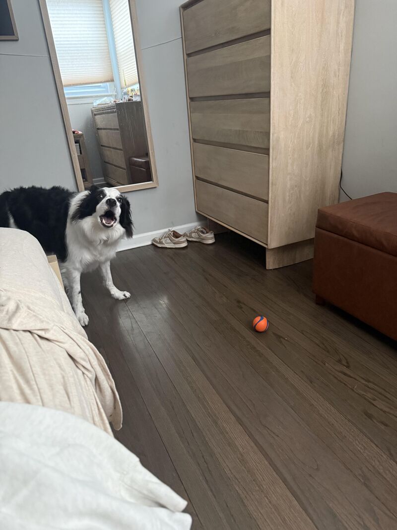 The smartest dog can’t tell I just had surgery 😂😂😂😂