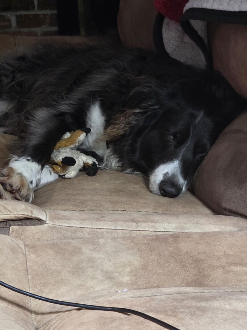 Izzy worn out after daycare