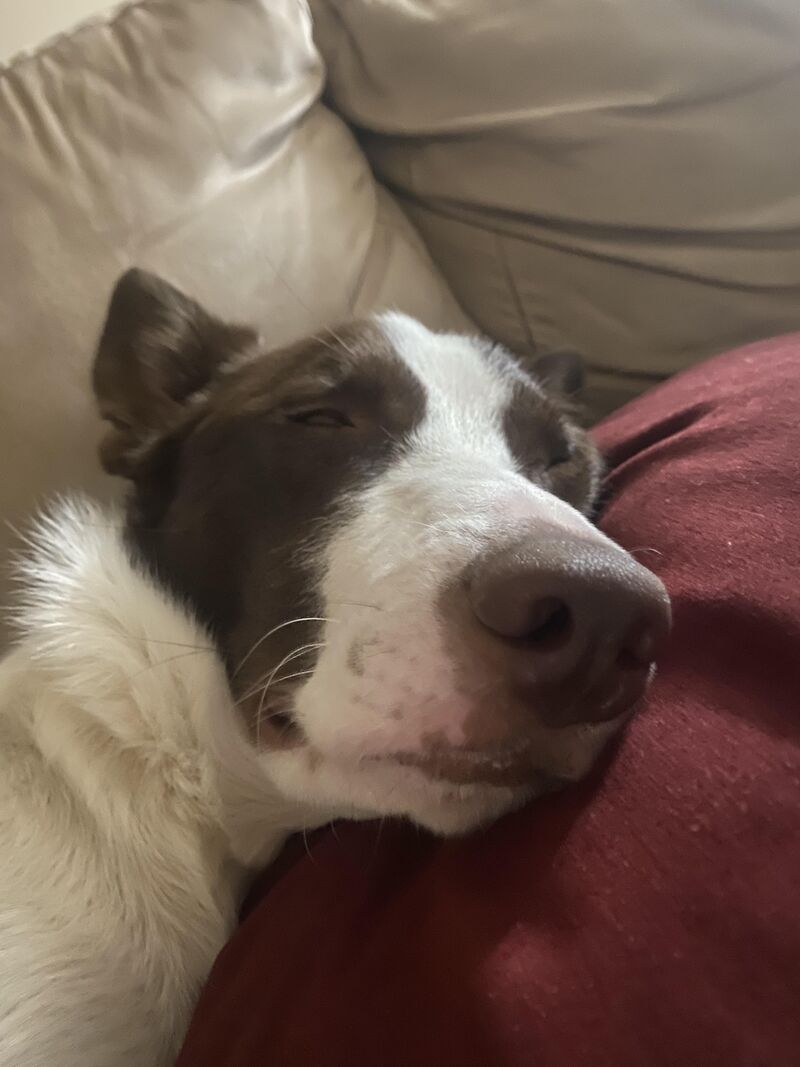 Luxury ft drooly chin