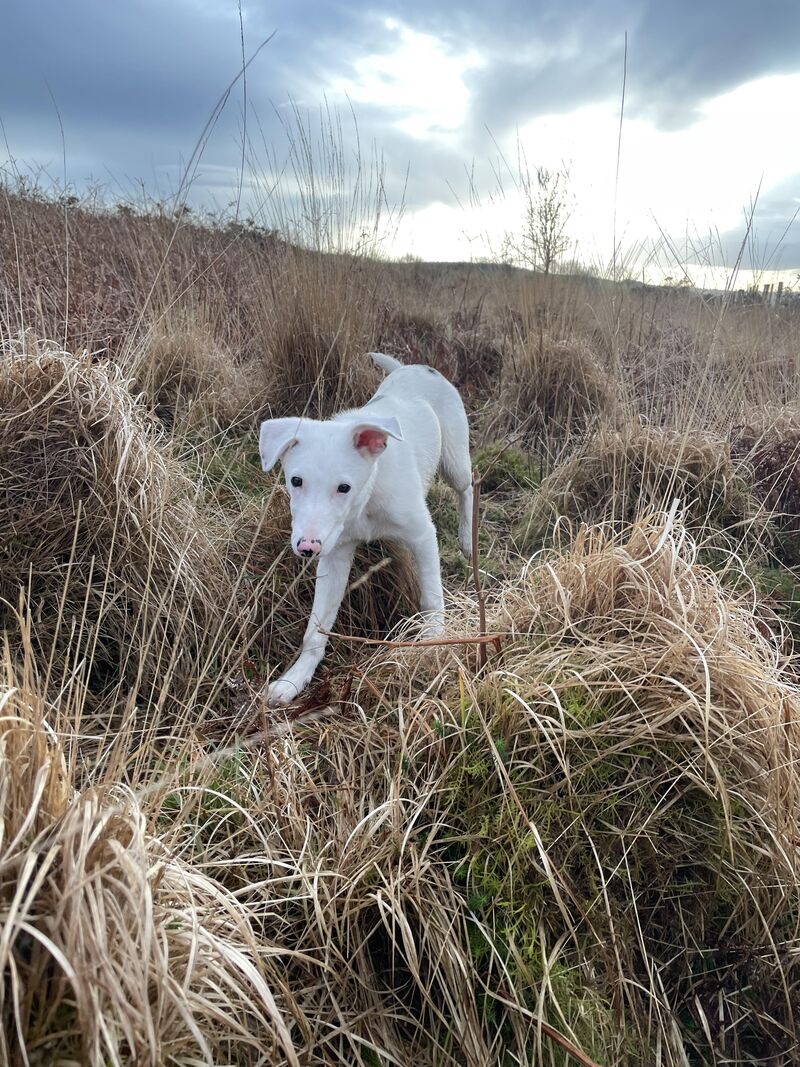 Is my dog double merle