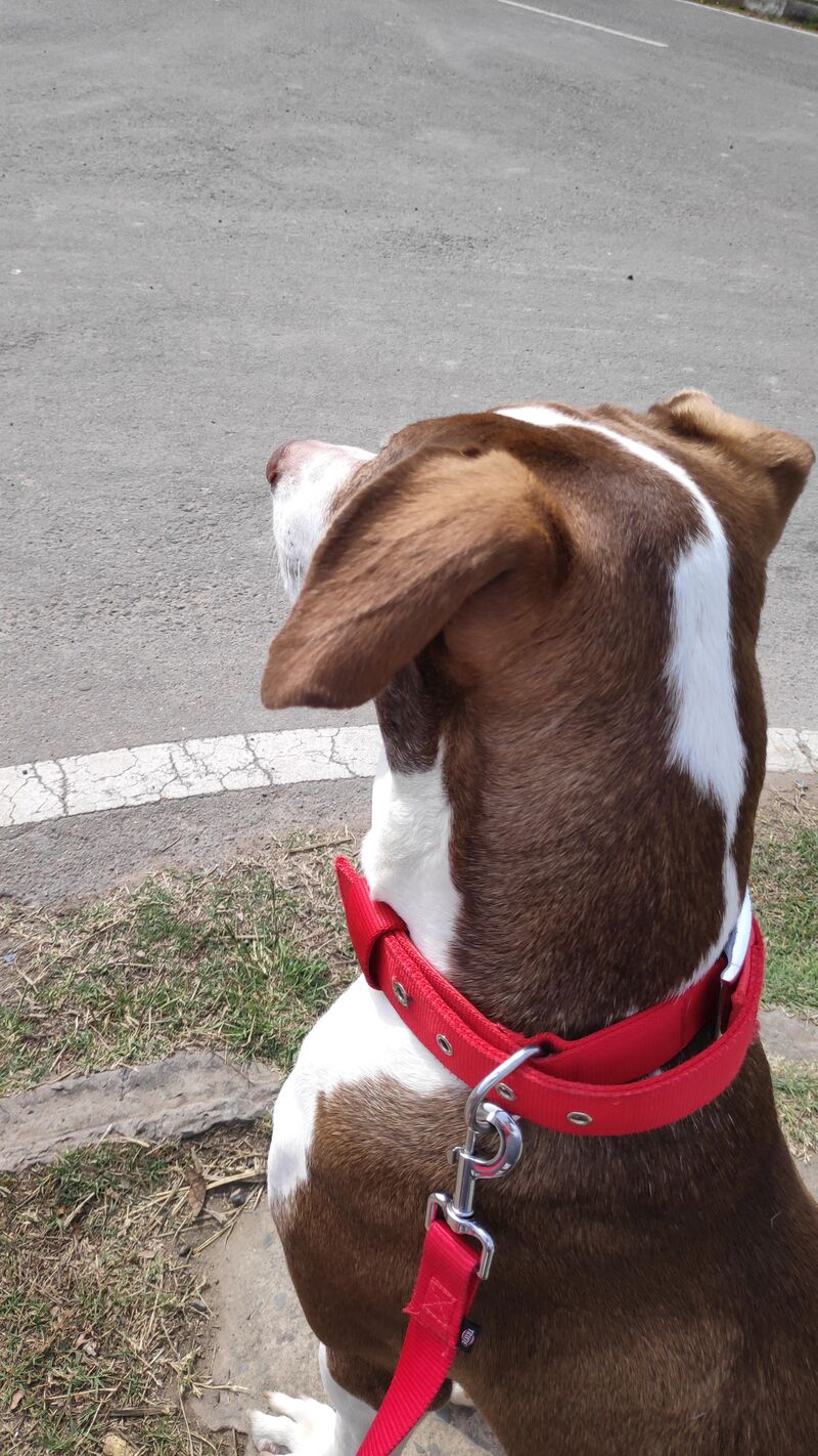 This guy is the only reason why I haven't left home yet ...well totally worth it☺️