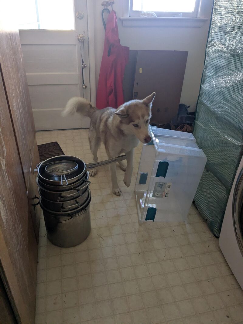 Anyone else's cat not a brave boy/girl?