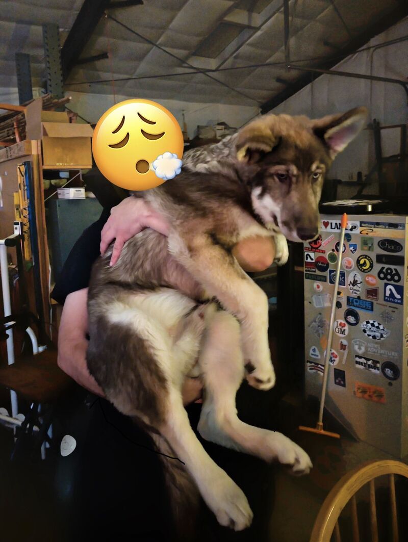 4.5 months old weighing at 61lbs, this is Tavi - NAID (husky/ malamute/ shepherd/ wolfdog)