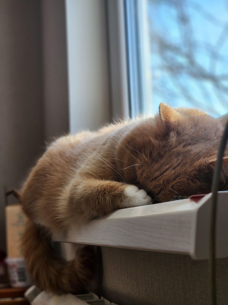 Too shy to face the world today😴