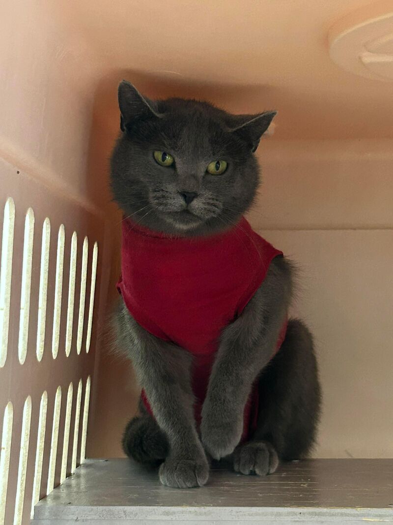 The cute Gretel from our shelter.