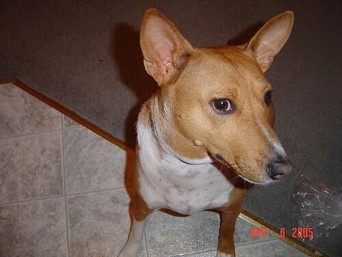 Basenji