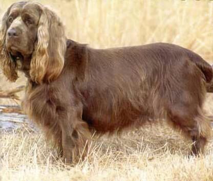 Spaniel Sussex