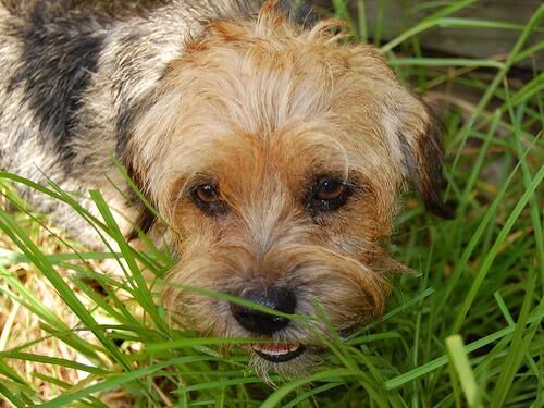 Terrier Border