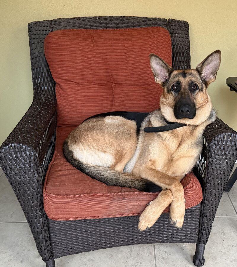 My Proper Princess Willow ❤️