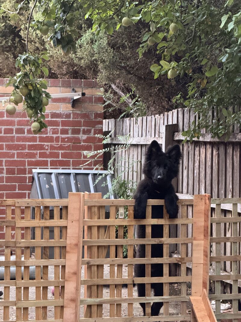 I hate the dog boarding places!