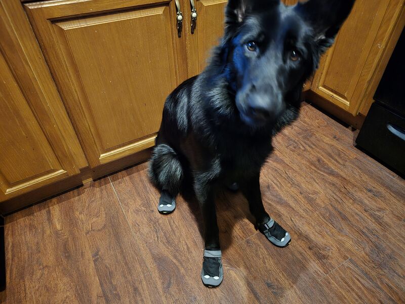 She let me put boots on her