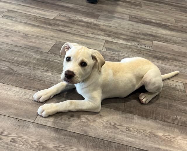 Frankie is about 3 months