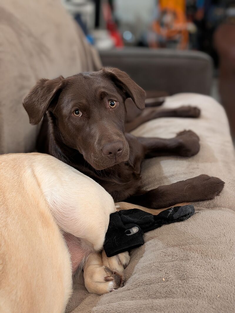 Miss Willow, a salmon in a dog suit.