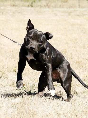 Bullterrier Staffordshire