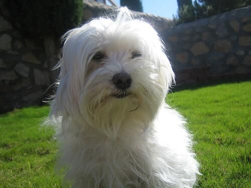 Maltese