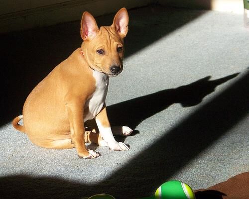 Basenji
