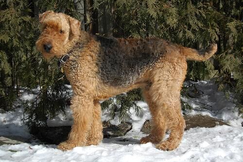 Airedale