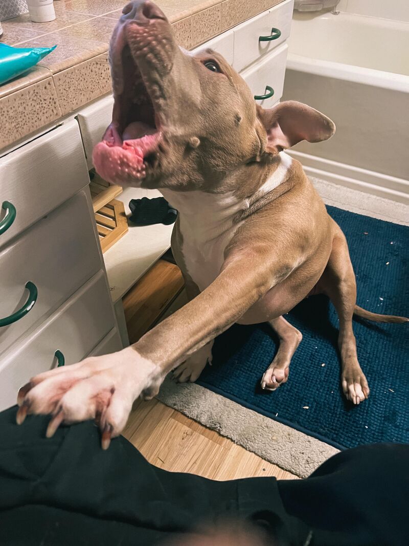 I just want to poop in peace