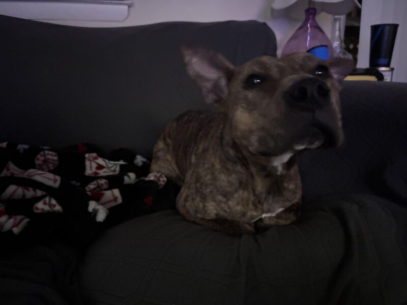 Apartment complex told me she needs to be gone by Monday or get her registered as an ESA