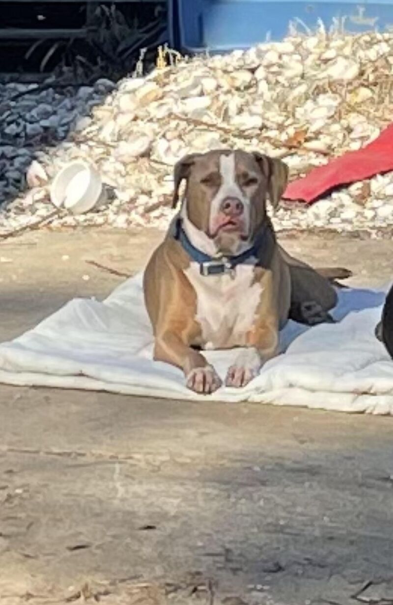 A thief will never know if you have a gun, lol. They will find out real quick if you have a pitbull.