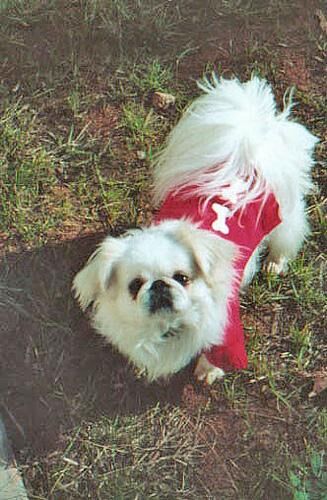 Pekinese
