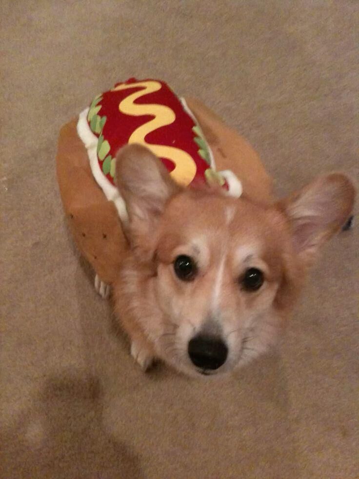 real hot-dog😂