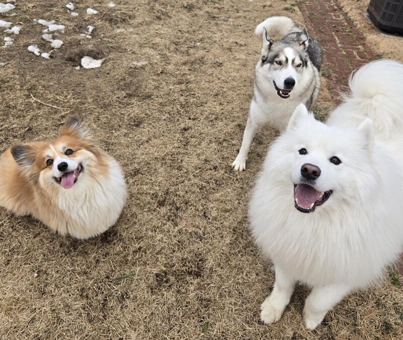 Dewi enjoys visiting his cousins Maverick and Ghost