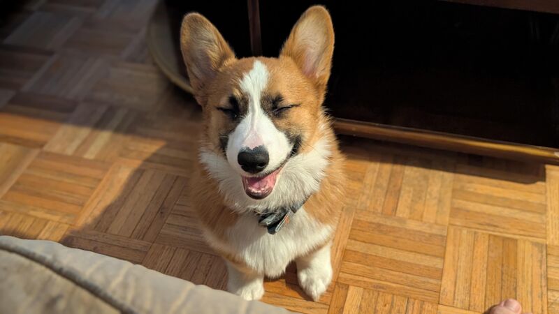 Mochi asking to play 😝