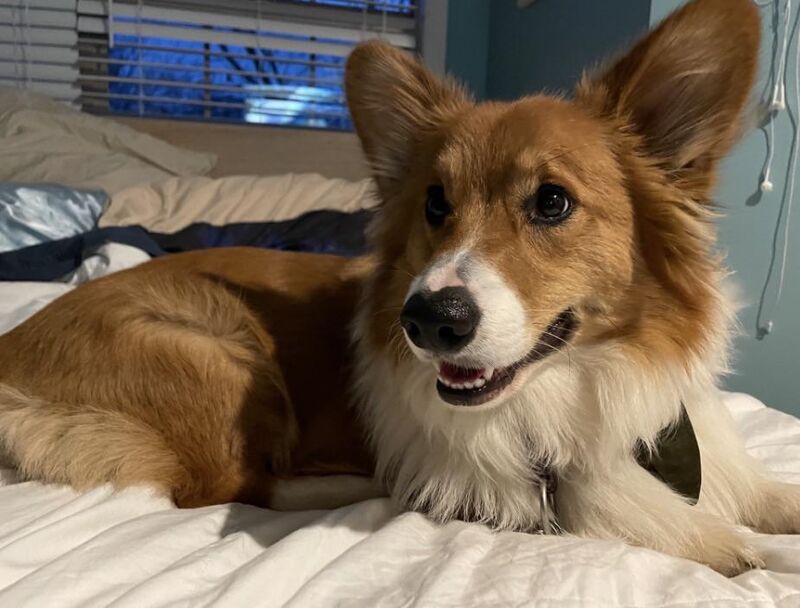 Corgis and eye contact?