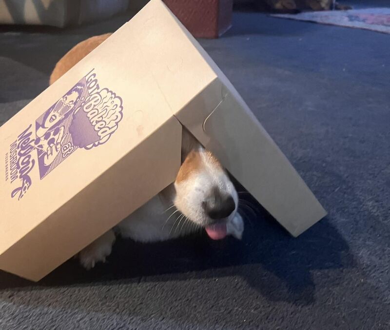 Pizza Crash Out 🍕🍕🍕