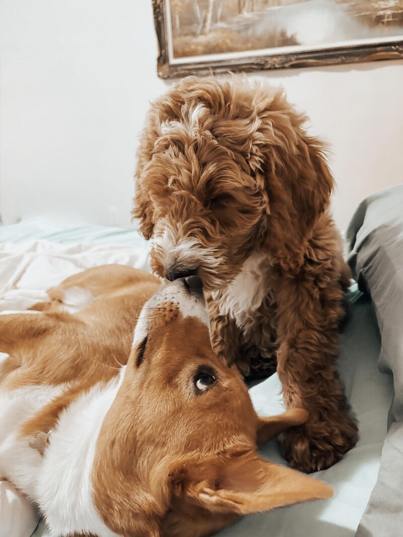 Anyone else have a second pup that isn’t a corgi.