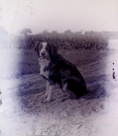 Image of a dog found on a negative from 1903.