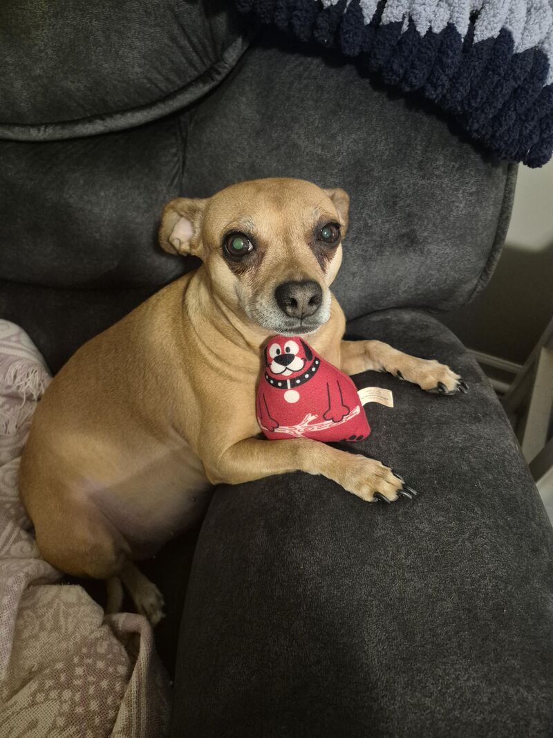 365 Days of Pepperoni & Her Toys. Day 31