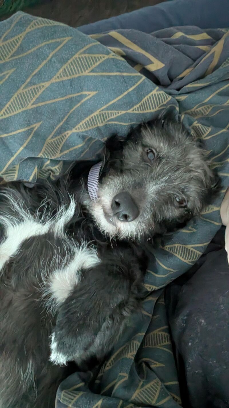 Miss pickles aka squanchalito, who was originally supposed to be Mr Pickles but in the end she wanted to come home with us more than her brothers💚