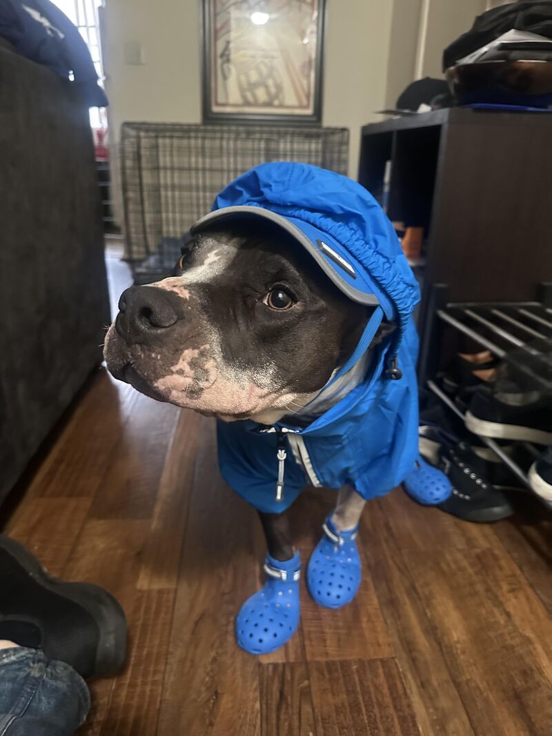 Ringo still won’t go out in the rain but we tried