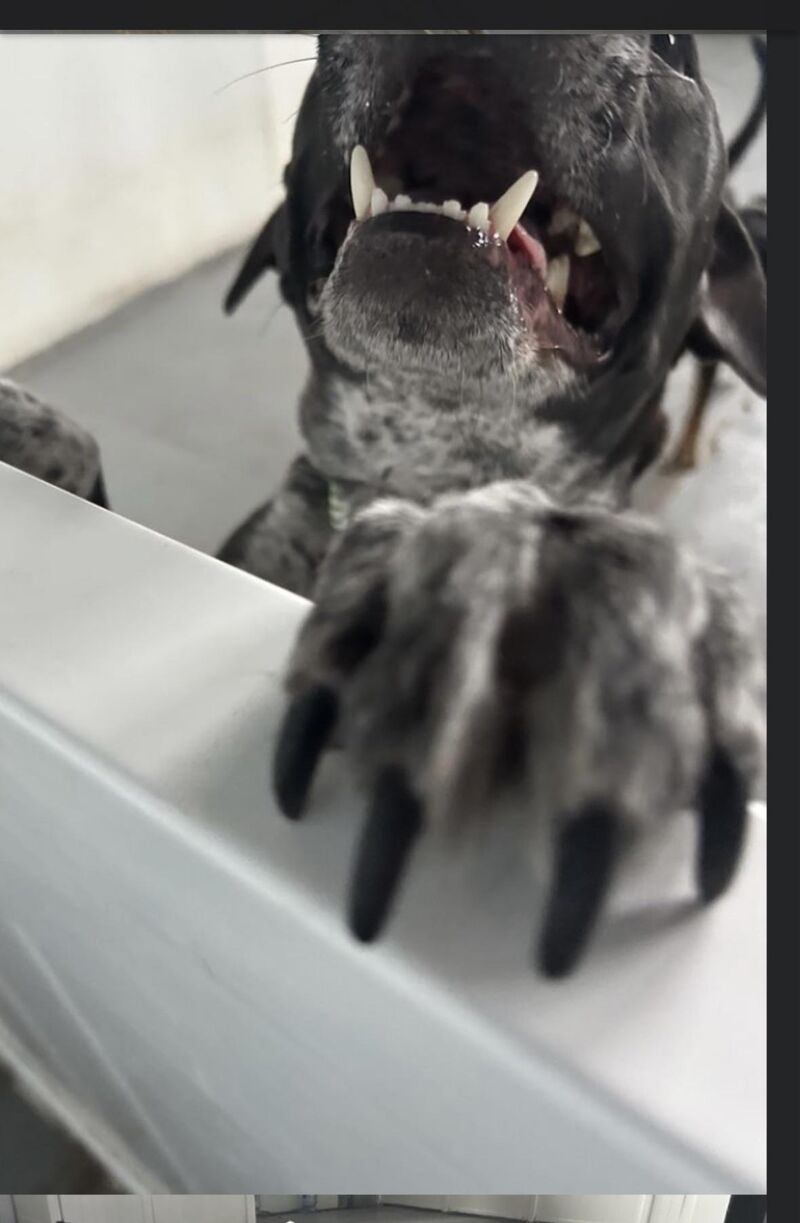 Pictures from daycare or sleep paralysis demon?