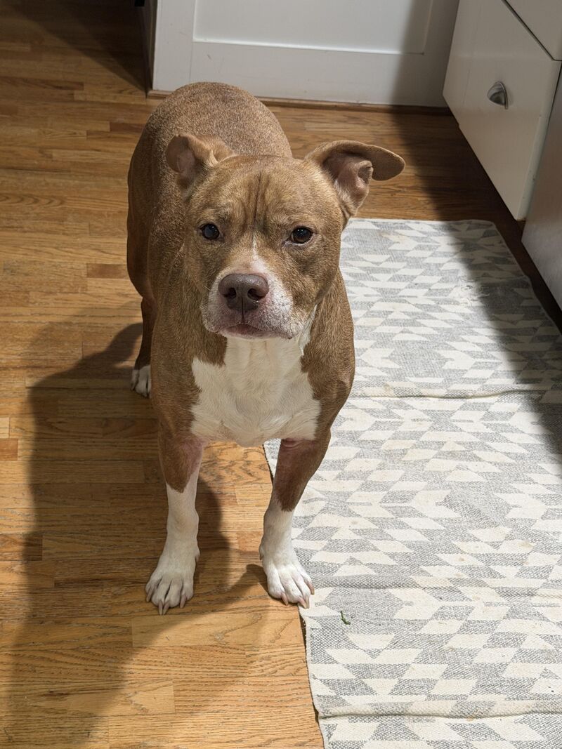 Is anyone else in a one-sided relationship with their soul dog? 😂