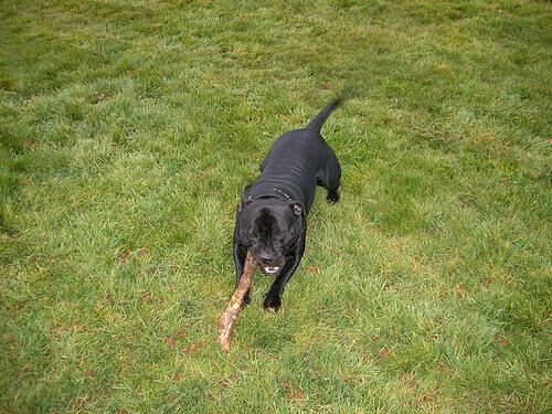 Bullterrier Staffordshire