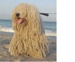 Komondor