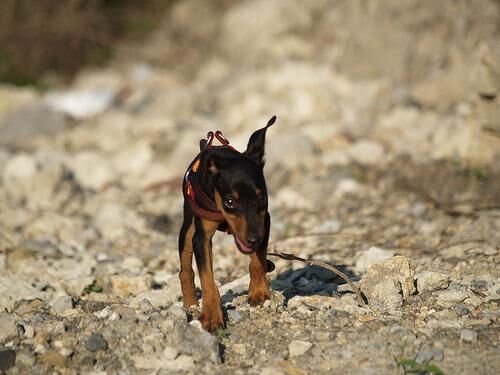 Pinscher Miniature