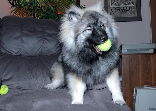 Keeshond