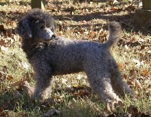 Poodle Miniature