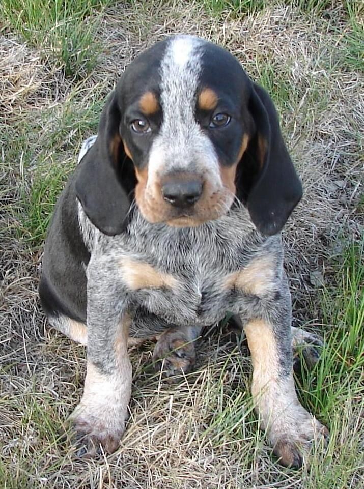 Bluetick